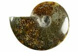 Polished Ammonite (Cleoniceras) Fossil - Madagascar #344303-1